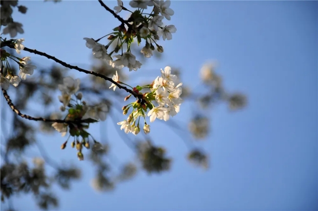 惊艳！济南将迎来一年一度醉美樱花季，这份赏樱地图请收好！