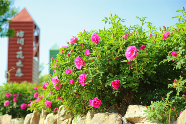 齐鲁酒地玫瑰花海旅游节开启，寻觅最浪漫的故事
