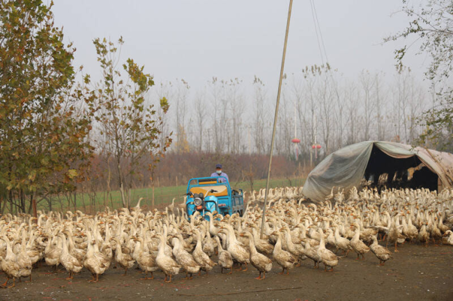 青岛莱西七星河小鹅产业走向大市场