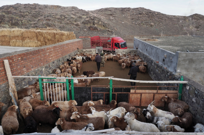 钱捍·又到冬牧场 | 羊群牧民 风景如画-中华网山东