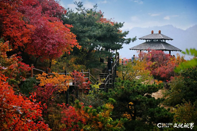 邂逅秋日限定浪漫 | 九如山旅游度假区红枫秘境大揭秘！邀您共赴北方赏枫天花板