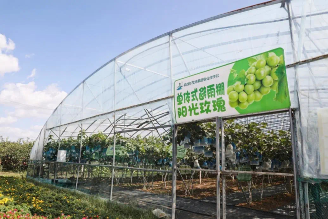 青岛莱西市水集街道：探索““一领三联双收益”新路径，持续带动村民增收致富