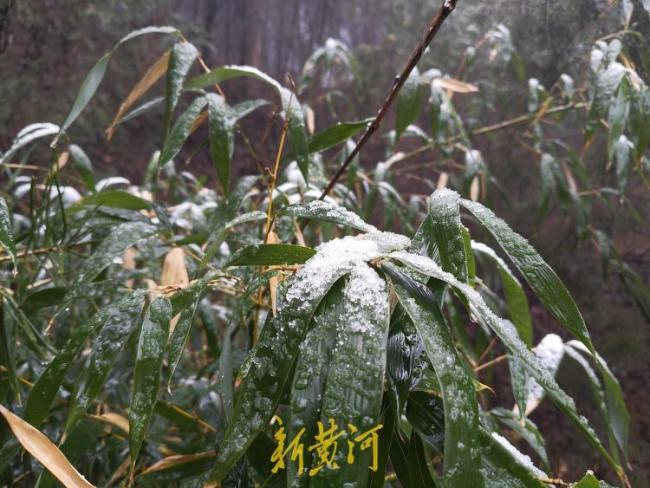 济南下雪了！跑马岭迎今冬首场降雪