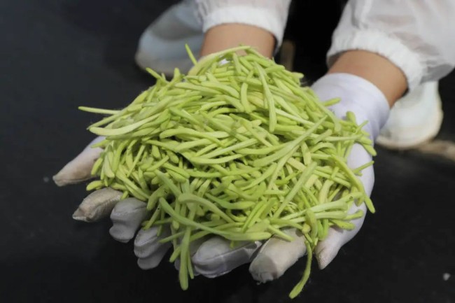 归德街道东辛村金银花迎丰收，“百花一号”绽放“致富香”