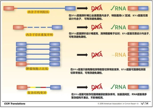 为实体瘤患者提供更多诊疗机会——DNA+RNA“双保险”，银丰基因产品再升级！
