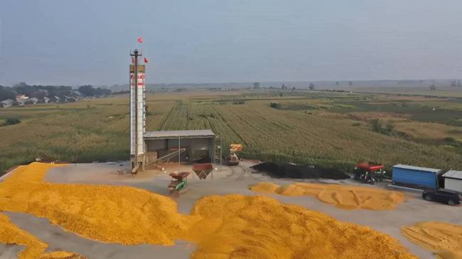 德州市秋粮收获逾八成 面积达688.26万亩