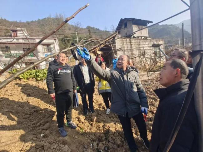 从0亩到8000亩，烟台农民专家扎根巫山引种秋月梨