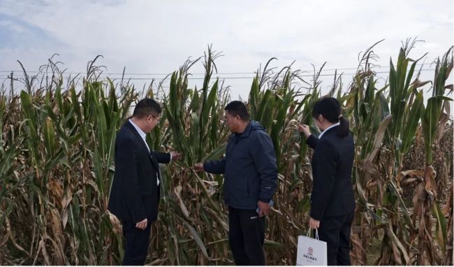 与阴雨连绵“抢秋粮”——山东工行用金融力量全力守护齐鲁粮仓