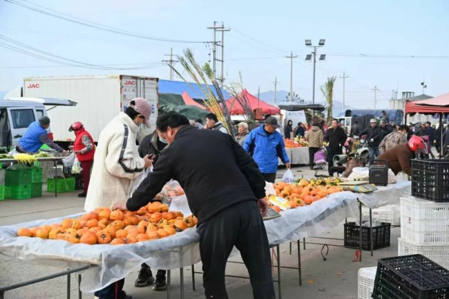 山海相逢“橙”意浓 “巫山恋橙”香莱山