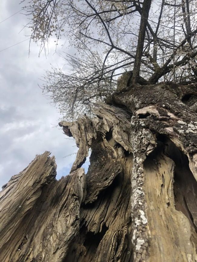 唐建云南寻访古梅纪实⑥：踏古道寻千年梅影，护遗珍续岁月芬芳