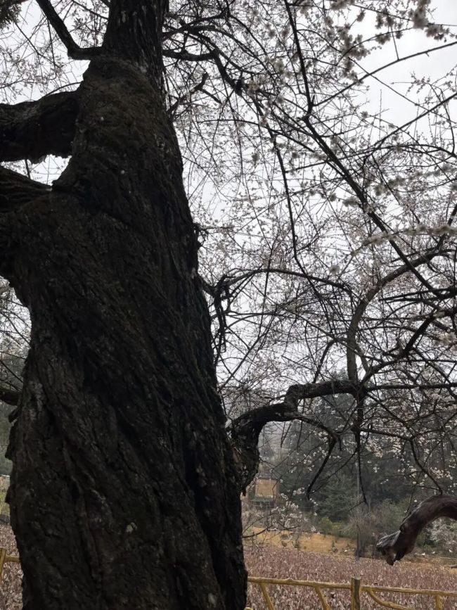 唐建云南寻访古梅纪实⑦：何人修得花似锦，梦到梅山了此情