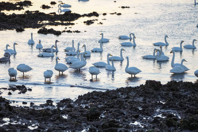 威海荣成迎越冬“贵客”,6000只大天鹅栖居湿地与海湾