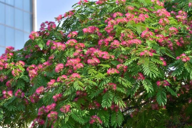 寓意幸福和美!威海的市树是它!