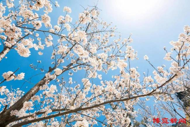 赏花不必远行 淄博春色正浓