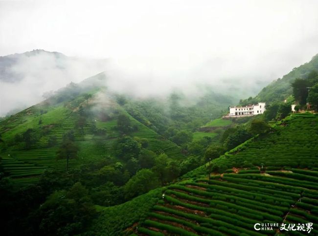 李彬 | 绩溪幽兰与金山时雨