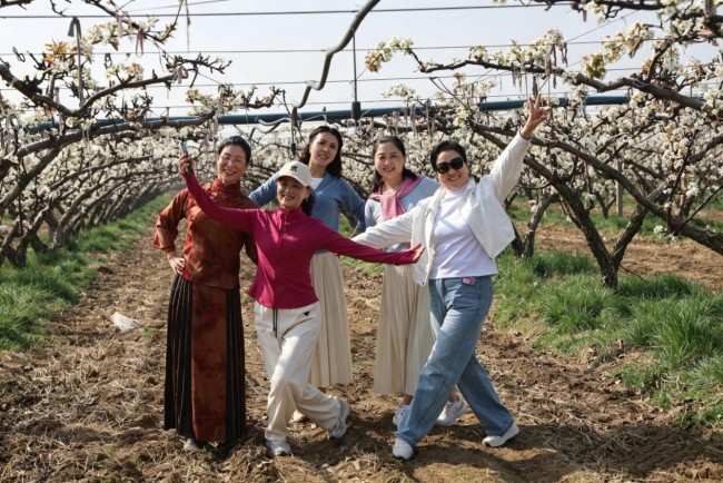 青岛莱西市日庄镇：万亩梨园花满枝 梨农“点花”盼丰收