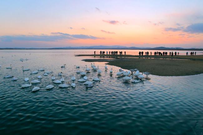 最山东｜威海荣成市大天鹅国家级自然保护区：世界最大的大天鹅越冬种群栖息地