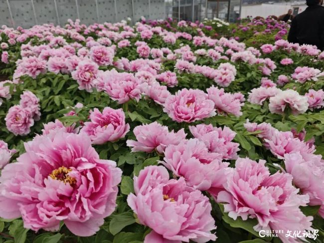 以笔墨定格国色芳华——魏怀亮走进菏泽尧舜牡丹园写生