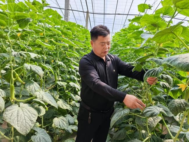 山东潍坊：“智慧农业”点亮特色产业富民路