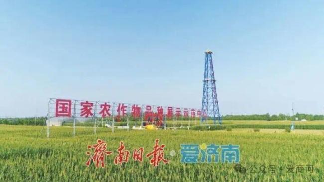 济南商河:一粒种子激活农业“芯”动能