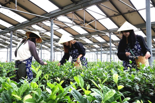 威海临港区:一片茶叶串起三产融合现代化茶叶产业链