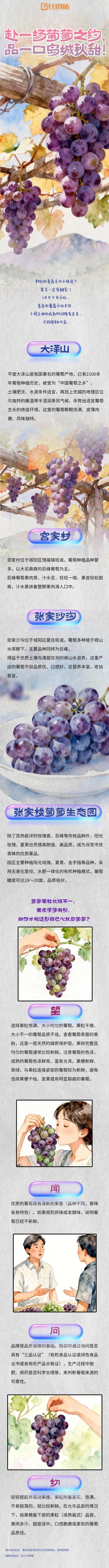 甜蜜上线！青岛多地葡萄进入采摘季，这份选果攻略请收好
