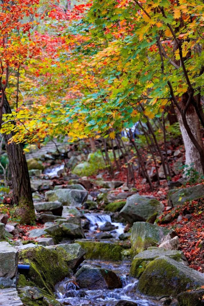 鲜花秋叶，浪漫野奢——济南九如山以十九周年之秋日福利邀您赴一场山野限定狂欢