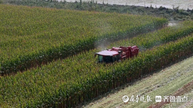 济南起步区：秋收基本收官，“三秋”生产压茬推进