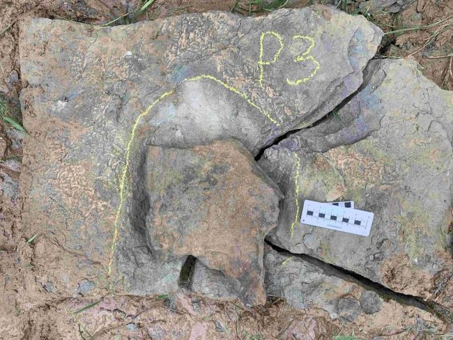 陕西延安安塞发现中国最古老的龟类足迹，距今约1.6亿年
