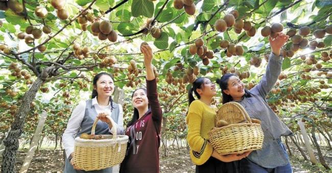 “禁早令”下的陕西猕猴桃 完善农业社会化服务体系