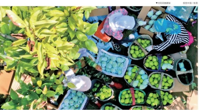 乡村丢弃“歪瓜裂枣”——吴堡县水果产业追求品质化