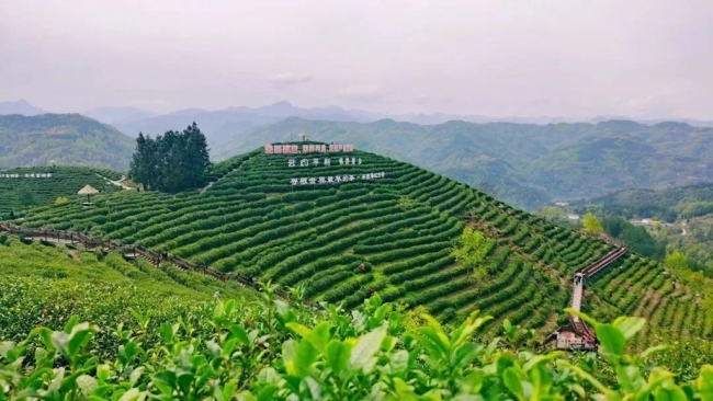 2023年“国际茶日”中国主场活动在陕西安康举办