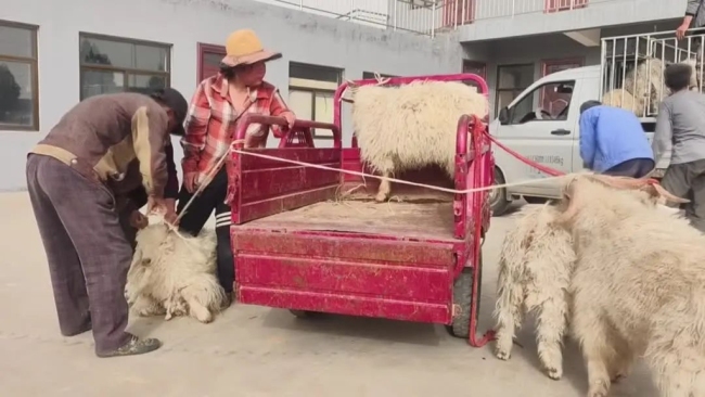 佳县方塌镇：发放优质种羊 助力农户增收