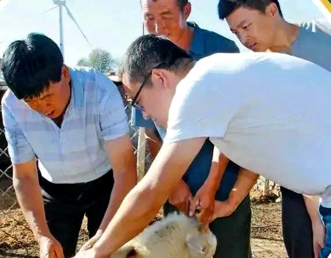 念好“养羊经” 走上“羊光道”——横山区做大做强羊产业纪实