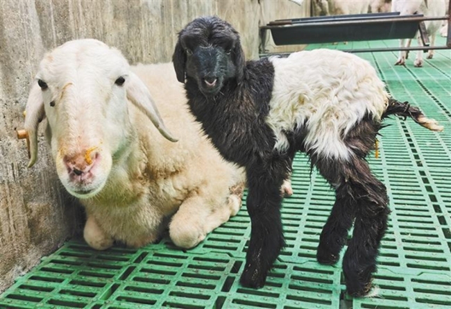 西农大科研团队培育出世界首例克隆藏羊