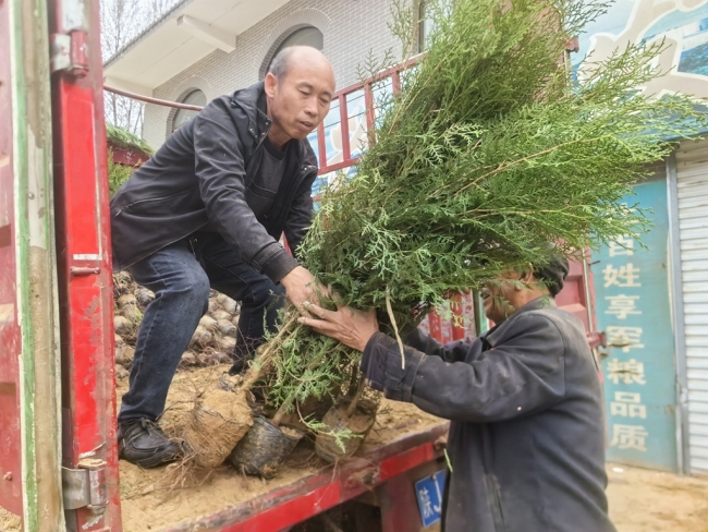 清明植树 文明祭祀——陕西佳县向市民免费发放近1万株树苗