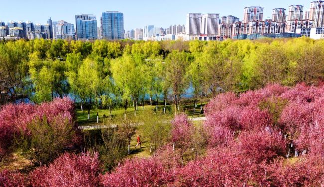 四季中国 | 春至长安：花开一日看不尽