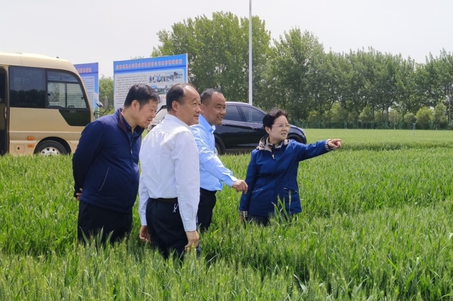 孙矿玲在华阴市调研时强调： 下力气加大种业创新 不断发展新质生产力