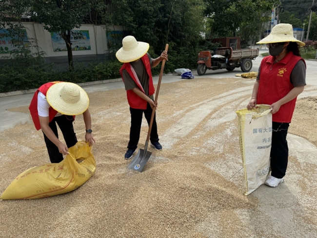 文明实践志愿红 爱心助农保麦收