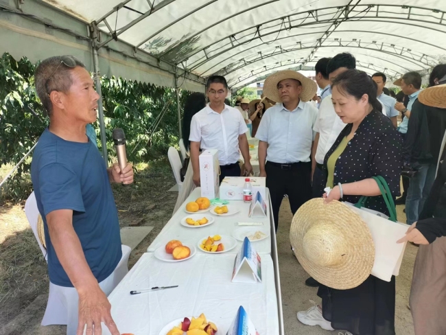 万亩鲜桃 甜蜜一“夏” 西安长安区探寻特色果业新篇章