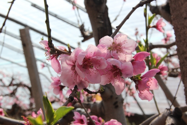 陕西神木：春到大棚绿意浓 桃花杏花绽芬芳