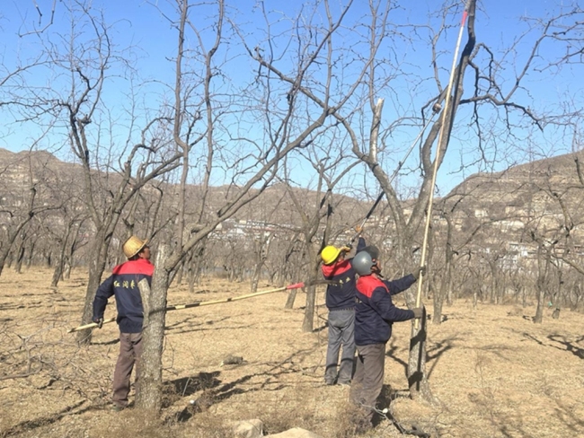 佳县红润枣业：红枣深加工赋能乡村振兴