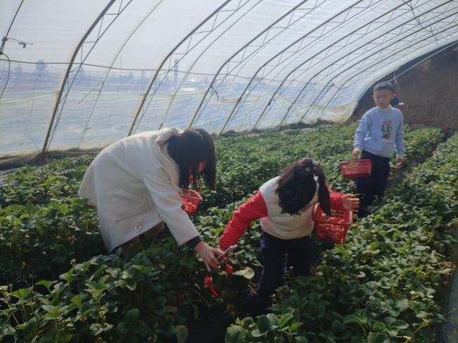 陕西靖边：春日草莓采摘季 畅享甜蜜好时光