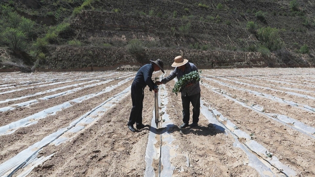神木市栏杆堡镇：一垄瓜苗一垄药香 特色种植激活乡村振兴新动能