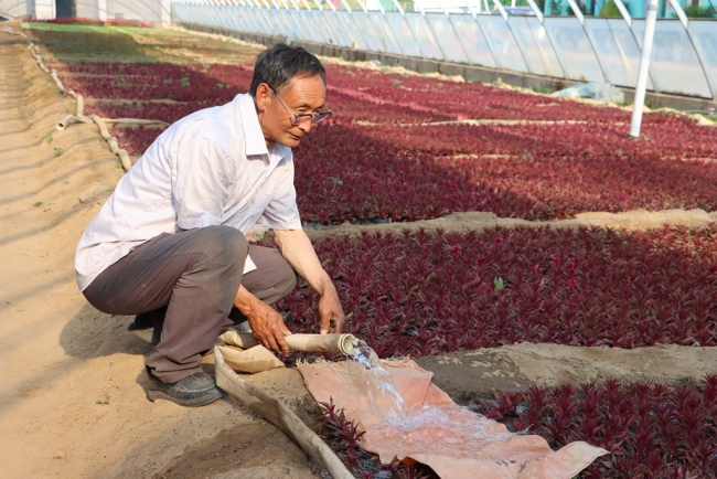 陕西神木铧西村：花卉产业让美丽资源变身“致富密码”