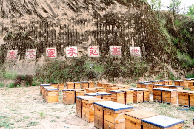 陕西佳县：小蜜蜂“酿”就乡村振兴甜蜜事业