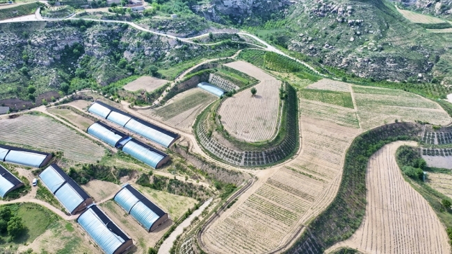 陕西府谷县黑山村：林下“生态鸡” 啄开幸福门