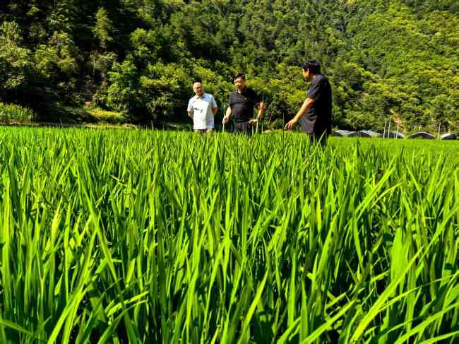 柞水瓦房口镇，有机稻田绘就乡村振兴新画卷