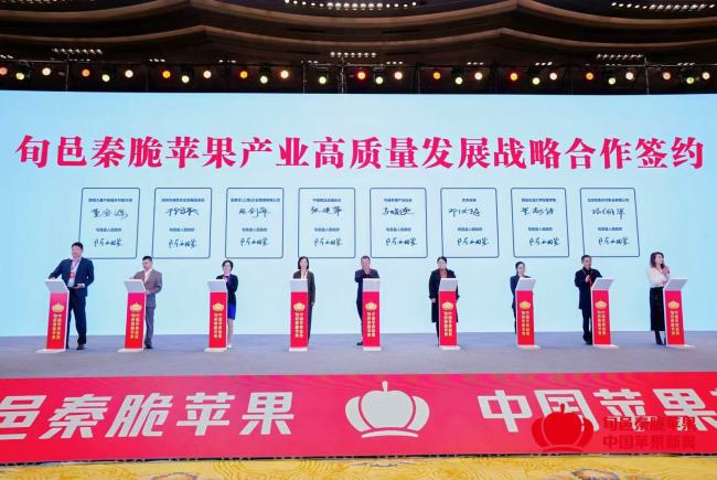 陕西旬邑:打造旬邑秦脆苹果品牌 争创“中国秦脆苹果第一县”