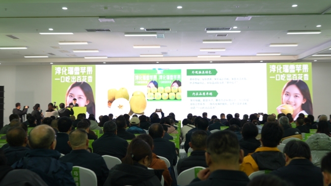陕西水果网络特色季在淳化举行 聚焦"三瑞"苹果新品种发展